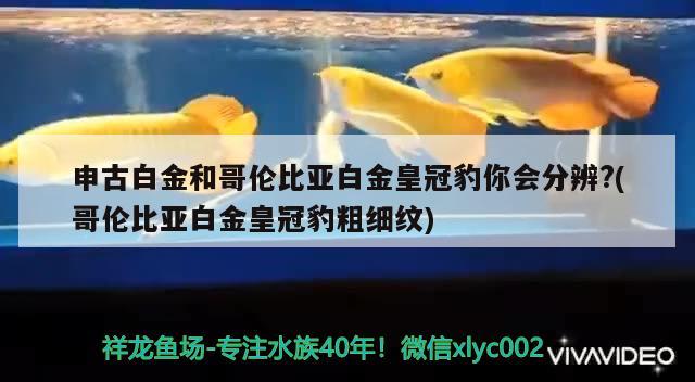 申古白金和哥伦比亚白金皇冠豹你会分辨？(哥伦比亚白金皇冠豹粗细纹) 细线银板鱼苗