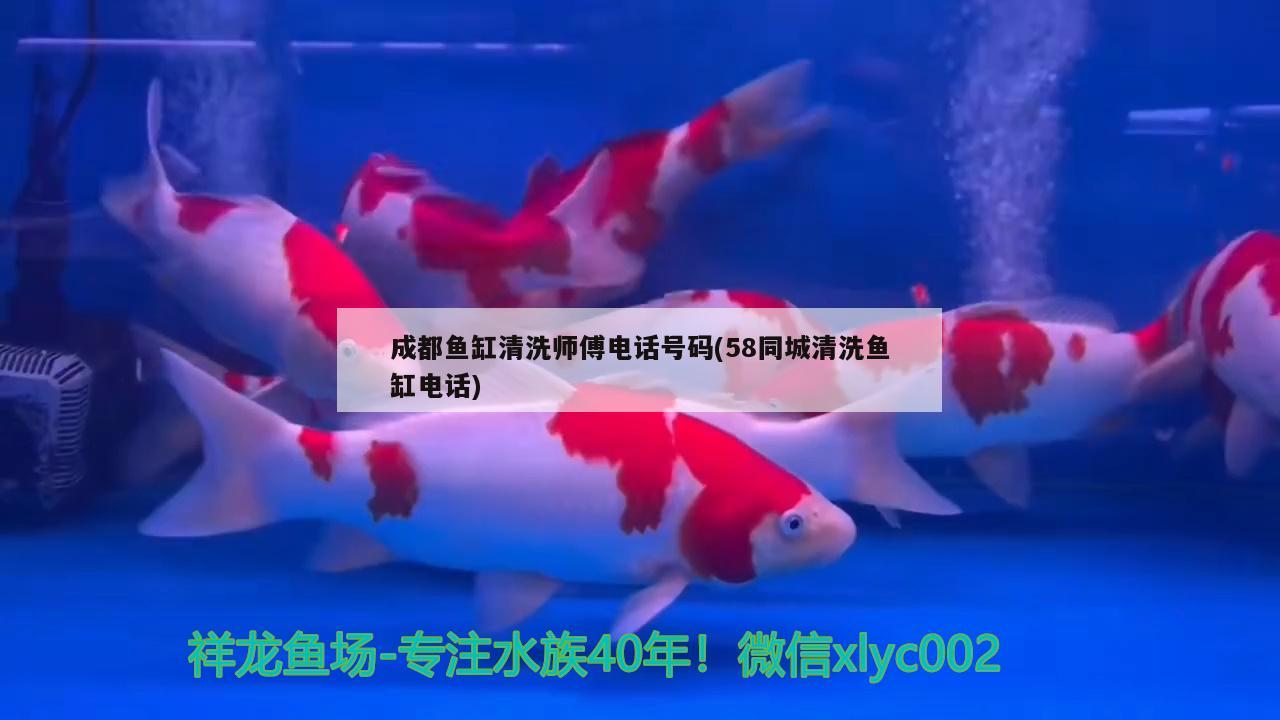 成都鱼缸清洗师傅电话号码(58同城清洗鱼缸电话)