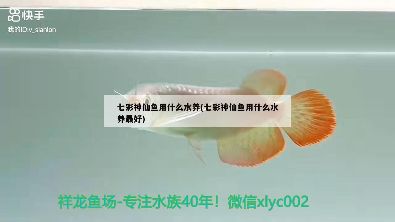 七彩神仙鱼用什么水养(七彩神仙鱼用什么水养最好)