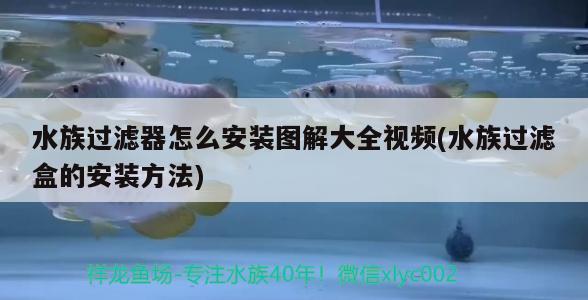 水族过滤器怎么安装图解大全视频(水族过滤盒的安装方法) 女王大帆鱼