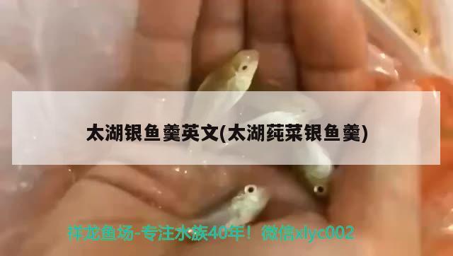 太湖银鱼羹英文(太湖莼菜银鱼羹) 黑金魟鱼