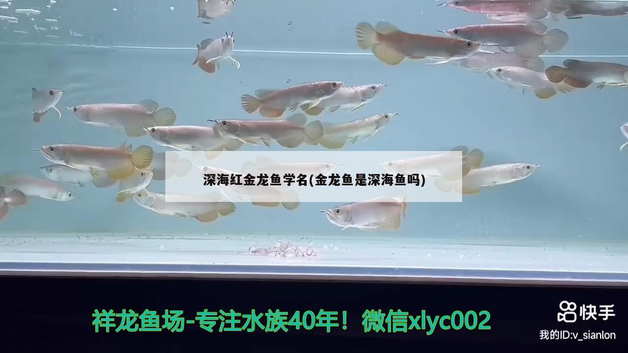 深海红金龙鱼学名(金龙鱼是深海鱼吗)