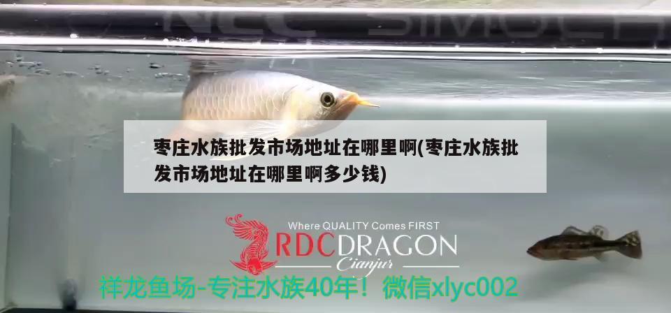 枣庄水族批发市场地址在哪里啊(枣庄水族批发市场地址在哪里啊多少钱)