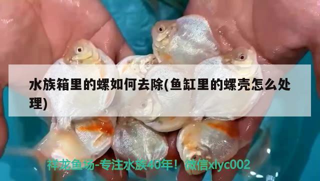 水族箱里的螺如何去除(鱼缸里的螺壳怎么处理) 鱼缸/水族箱