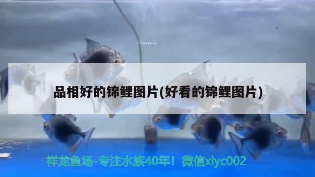 品相好的锦鲤图片(好看的锦鲤图片) 水族世界