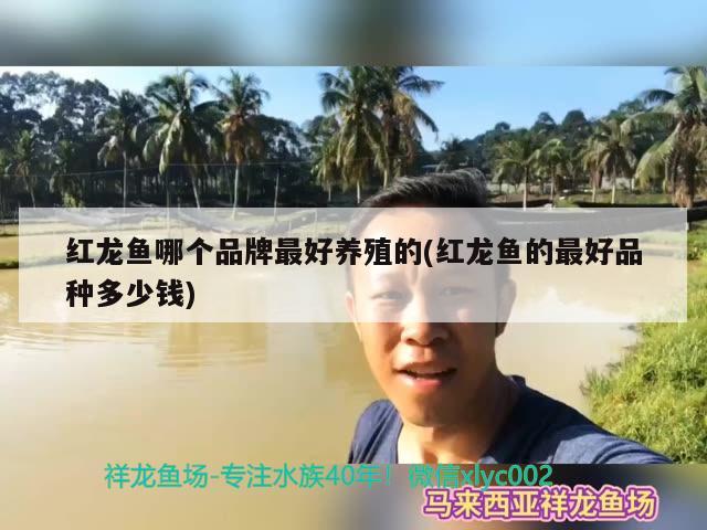 红龙鱼哪个品牌最好养殖的(红龙鱼的最好品种多少钱) 杀菌消毒设备