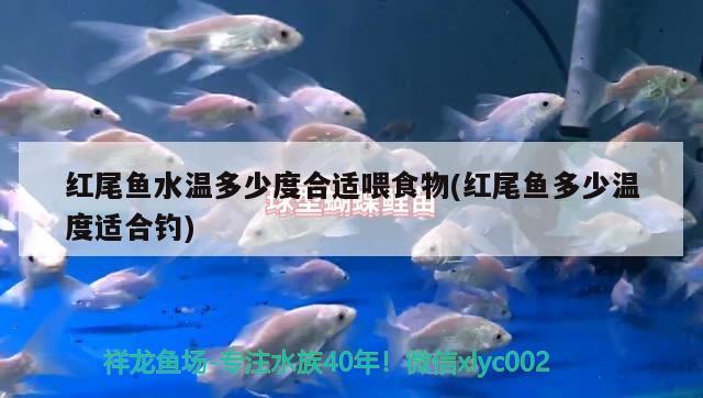 红尾鱼水温多少度合适喂食物(红尾鱼多少温度适合钓) 垂钓乐园