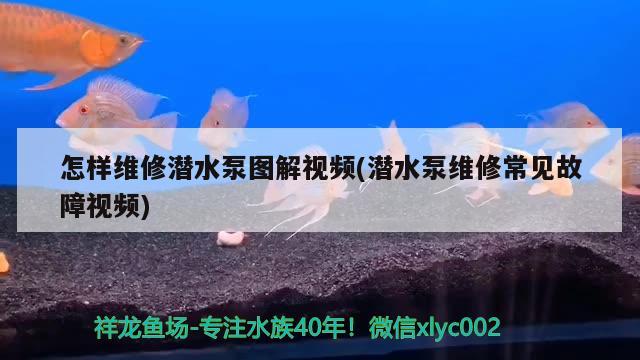 怎样维修潜水泵图解视频(潜水泵维修常见故障视频) 斯维尼关刀鱼