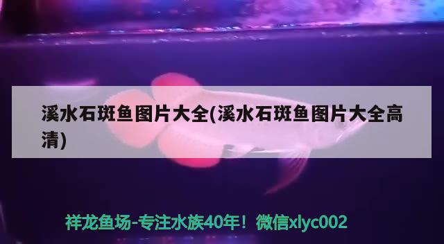 溪水石斑鱼图片大全(溪水石斑鱼图片大全高清) 水族杂谈