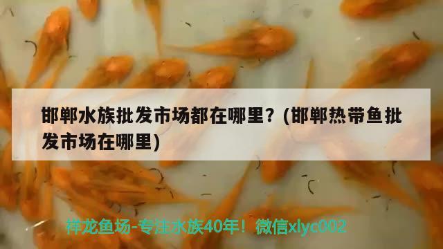 邯郸水族批发市场都在哪里？(邯郸热带鱼批发市场在哪里) 观赏鱼水族批发市场