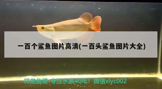 一百个鲨鱼图片高清(一百头鲨鱼图片大全) 狗仔招财猫鱼