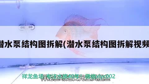 潜水泵结构图拆解(潜水泵结构图拆解视频) 水族维护服务（上门）