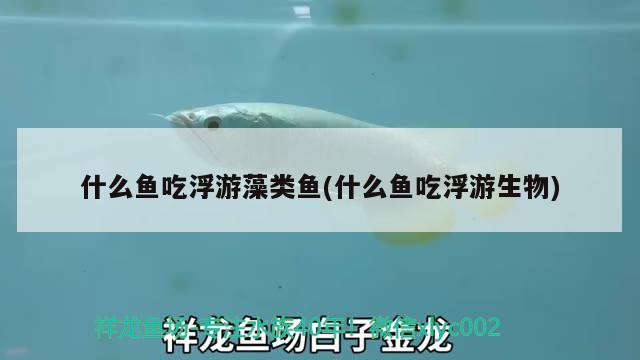 什么鱼吃浮游藻类鱼(什么鱼吃浮游生物)