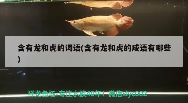 含有龙和虎的词语(含有龙和虎的成语有哪些)