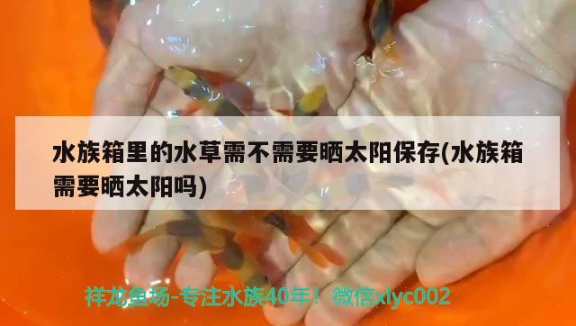 水族箱里的水草需不需要晒太阳保存(水族箱需要晒太阳吗) 鱼缸/水族箱