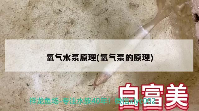 氧气水泵原理(氧气泵的原理) 梦幻雷龙鱼