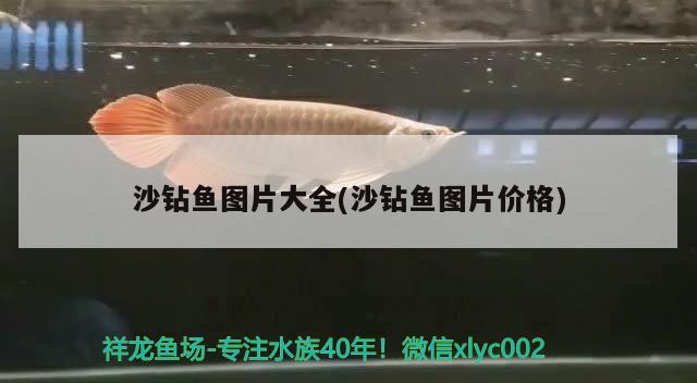 沙钻鱼图片大全(沙钻鱼图片价格) 水族维护服务（上门）