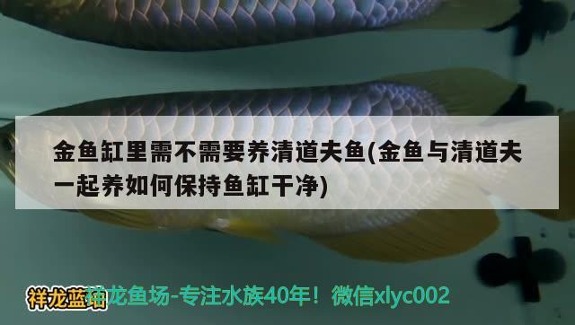 金鱼缸里需不需要养清道夫鱼(金鱼与清道夫一起养如何保持鱼缸干净)