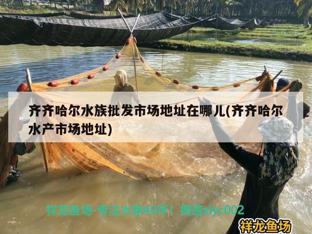 齐齐哈尔水族批发市场地址在哪儿(齐齐哈尔水产市场地址)