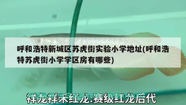 呼和浩特新城区苏虎街实验小学地址(呼和浩特苏虎街小学学区房有哪些)