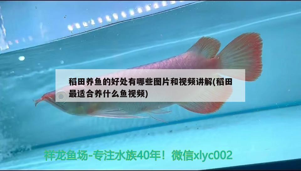 稻田养鱼的好处有哪些图片和视频讲解(稻田最适合养什么鱼视频) 冲氧泵