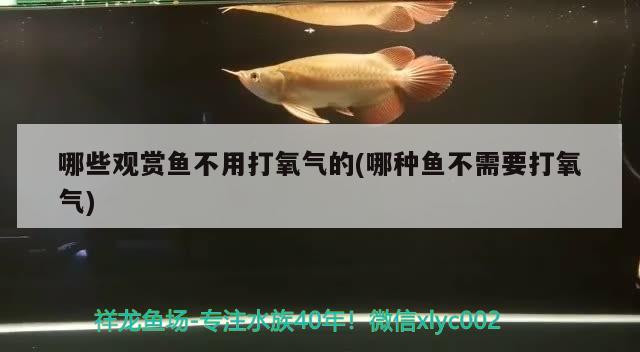 哪些观赏鱼不用打氧气的(哪种鱼不需要打氧气)