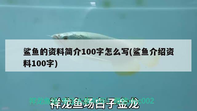 鲨鱼的资料简介100字怎么写(鲨鱼介绍资料100字) 元宝凤凰鱼专用鱼粮