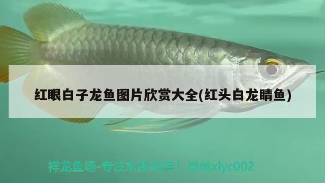 红眼白子龙鱼图片欣赏大全(红头白龙睛鱼)