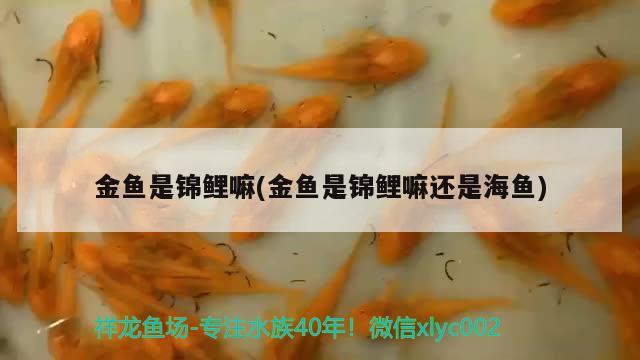 金鱼是锦鲤嘛(金鱼是锦鲤嘛还是海鱼) 其他品牌鱼缸