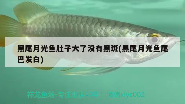 黑尾月光鱼肚子大了没有黑斑(黑尾月光鱼尾巴发白) 2024第28届中国国际宠物水族展览会CIPS（长城宠物展2024 CIPS）