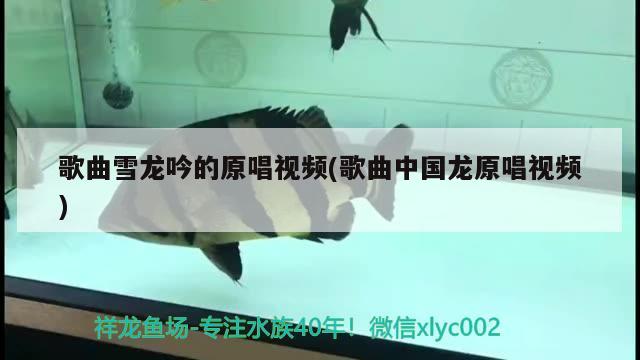 歌曲雪龙吟的原唱视频(歌曲中国龙原唱视频) 水族灯（鱼缸灯）