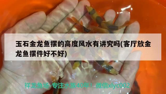 玉石金龙鱼摆的高度风水有讲究吗(客厅放金龙鱼摆件好不好) 鱼缸风水