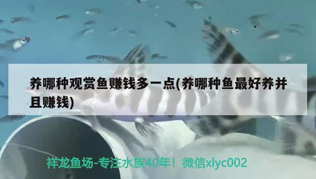 养哪种观赏鱼赚钱多一点(养哪种鱼最好养并且赚钱) 巴西亚鱼苗