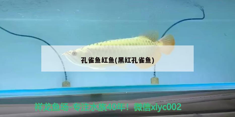 孔雀鱼红鱼(黑红孔雀鱼) 广州祥龙国际水族贸易