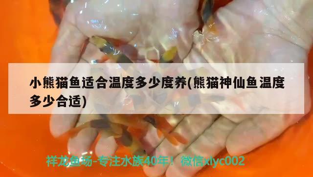 小熊猫鱼适合温度多少度养(熊猫神仙鱼温度多少合适) 祥龙鱼场