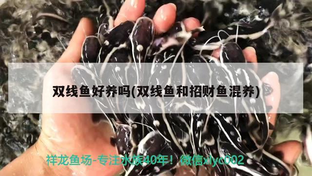 双线鱼好养吗(双线鱼和招财鱼混养) 羽毛刀鱼苗