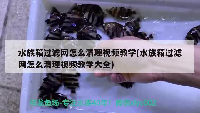 水族箱过滤网怎么清理视频教学(水族箱过滤网怎么清理视频教学大全) 鱼缸/水族箱