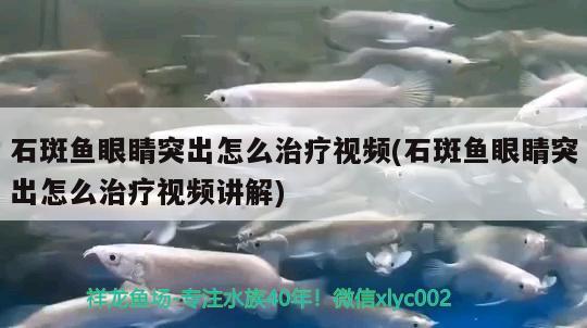 石斑鱼眼睛突出怎么治疗视频(石斑鱼眼睛突出怎么治疗视频讲解) 三间鼠鱼苗