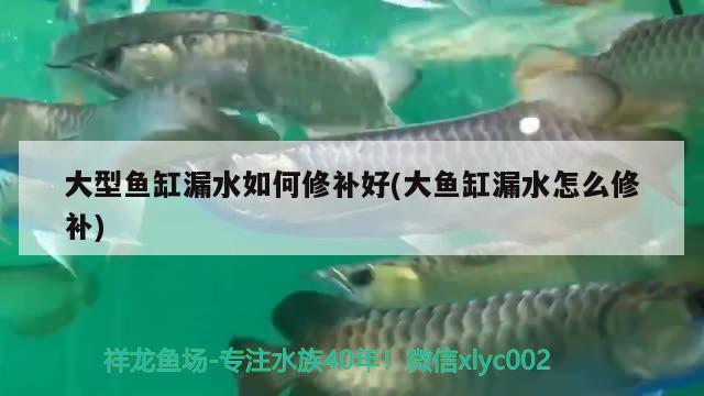 大型鱼缸漏水如何修补好(大鱼缸漏水怎么修补) 白化火箭鱼