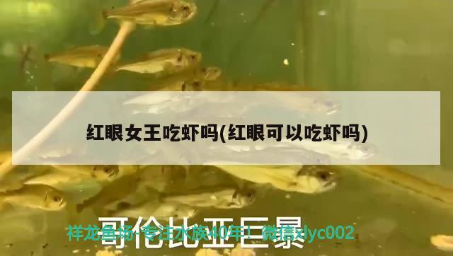 红眼女王吃虾吗(红眼可以吃虾吗) 白化巴西龟（白巴）