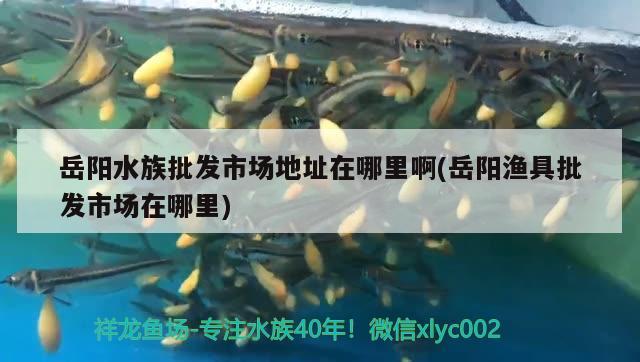 岳阳水族批发市场地址在哪里啊(岳阳渔具批发市场在哪里) 观赏鱼水族批发市场