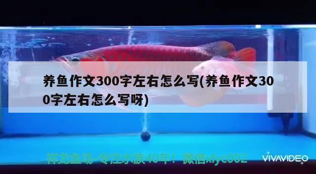 养鱼作文300字左右怎么写(养鱼作文300字左右怎么写呀) 大正锦鲤鱼