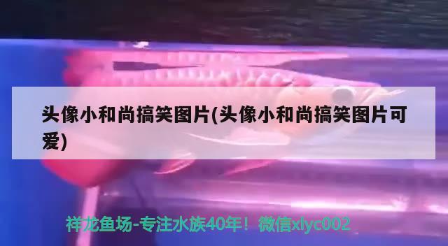 头像小和尚搞笑图片(头像小和尚搞笑图片可爱)