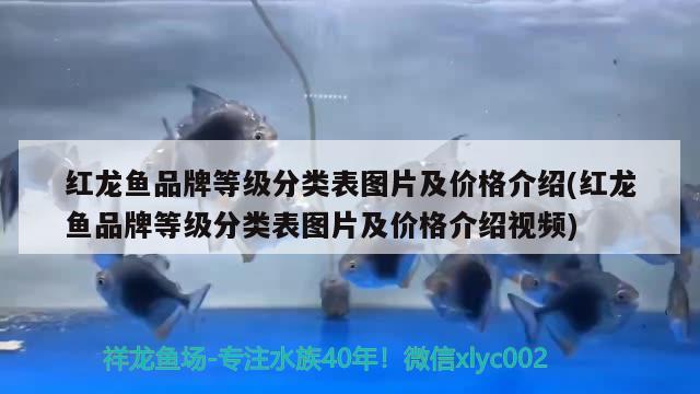 红龙鱼品牌等级分类表图片及价格介绍(红龙鱼品牌等级分类表图片及价格介绍视频) 苏虎