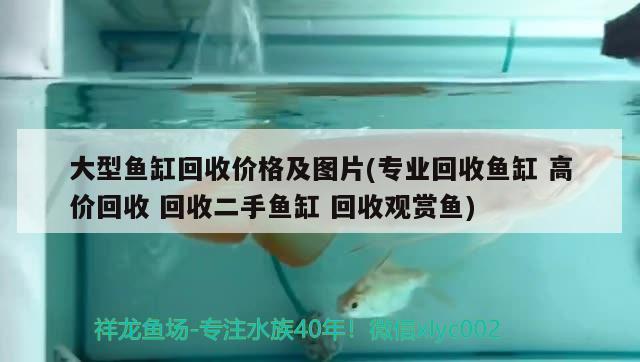 大型鱼缸回收价格及图片(专业回收鱼缸 高价回收 回收二手鱼缸 回收观赏鱼) 招财战船鱼