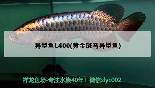 异型鱼L400(黄金斑马异型鱼) 黄金斑马鱼