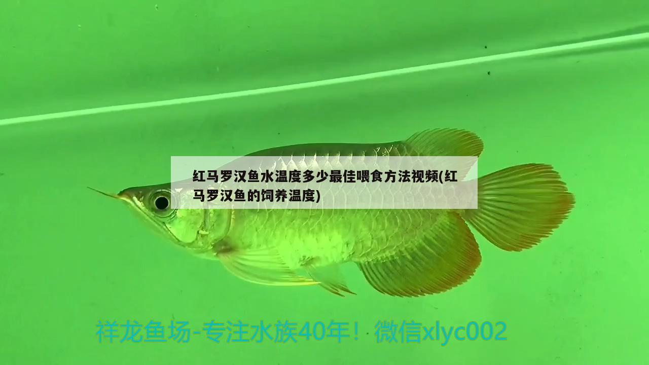 红马罗汉鱼水温度多少最佳喂食方法视频(红马罗汉鱼的饲养温度) 罗汉鱼