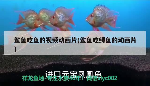 鲨鱼吃鱼的视频动画片(鲨鱼吃鳄鱼的动画片) 水族灯（鱼缸灯）