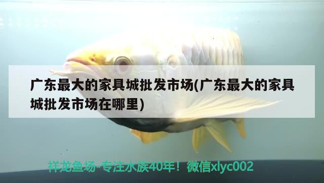 广东最大的家具城批发市场(广东最大的家具城批发市场在哪里) 绿皮皇冠豹鱼