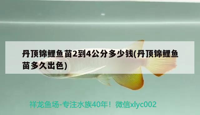 丹顶锦鲤鱼苗2到4公分多少钱(丹顶锦鲤鱼苗多久出色) 丹顶锦鲤鱼